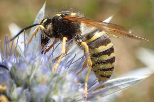 Réf. 268 165 : Dolichovespula sylvestris